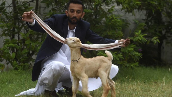 Peternak Mohammad Hasan Narejo menunjukkan telinga kambing Simba, di Karachi 6 Juli 2022.