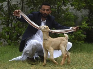 Unik! Simba, Si Anak Kambing dengan Telinga Super Panjang