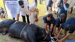 Ratusan Ekor Sapi Disebar ke Masyarakat yang Membutuhkan