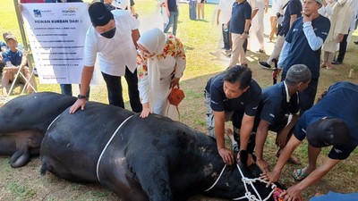 Ratusan Ekor Sapi Disebar ke Masyarakat yang Membutuhkan