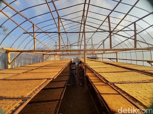 Aturan Tembakau Mau Direvisi, Apa Dampaknya ke Industri?