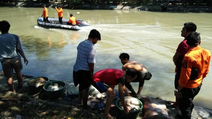warga surabaya buang jeroan hewan kurban di sungai