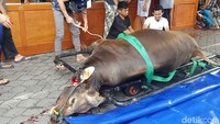 Ada yang unik dalam perayaan Hari Raya Idul Adha di Denpasar, Bali tepatnya di kawasan Lembaga Dakwah Islam Indonesia (LDII) yang berlokasi di Jalan Padang Griya II No 1 Denpasar, Bali pada Minggu (10/7/2022).