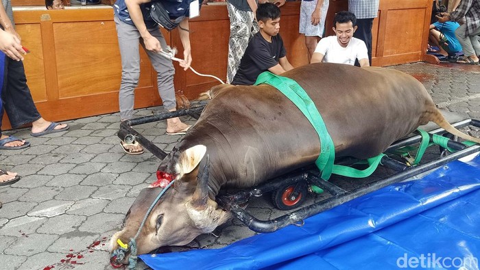 Berbagi Daging Kurban untuk Masyarakat Lintas Agama Pemotongan hewan kurban dilakukan di kantor LDII Bali, Minggu (10/7). Usai pemotongan panitia membagikan daging kurban pada masyarakat lintas agama.