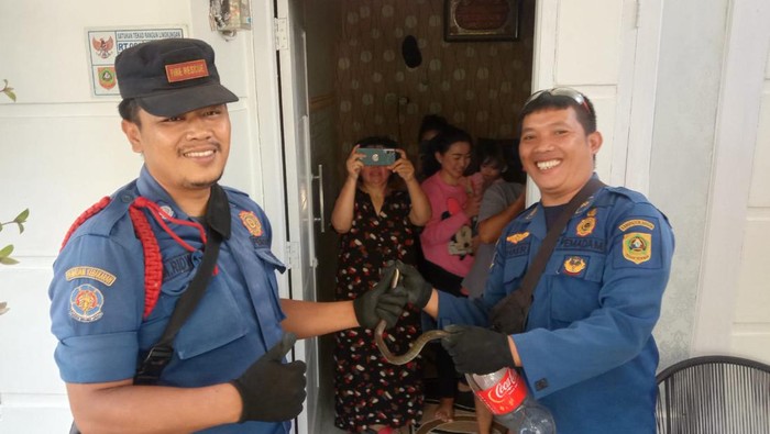 Tim pemadam Kebakaran (damkar) Kabupaten Bogor mengevakuasi seekor ular dari rumah warga di Kelurahan Pondok Rajeg, Cibinong, Bogor. Ular jenis koros tersebut berada di tas yang digantung di dinding rumah.