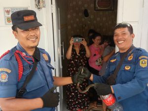 Dengar Suara Barang Jatuh, Warga Bogor Digegerkan Ular Masuk Tas