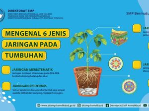 6 Jaringan pada Tumbuhan, Fungsi, dan Ciri-Cirinya