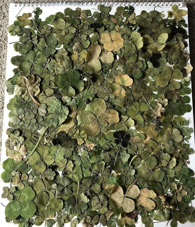 Daun semanggi berkelopak empat terbilang langka. Ada kepercayaan ketika seseorang menemukan daun semanggi dengan kelopak yang lengkap, dia akan mendapat keberuntungan. Pengguna Reddit ini pun mempercayai hal itu dan mengumpulkan daun semanggi kelopak empat hingga lebih dari 200 helai. Foto: Dok. Reddit