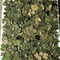 Daun semanggi berkelopak empat terbilang langka. Ada kepercayaan ketika seseorang menemukan daun semanggi dengan kelopak yang lengkap, dia akan mendapat keberuntungan. Pengguna Reddit ini pun mempercayai hal itu dan mengumpulkan daun semanggi kelopak empat hingga lebih dari 200 helai. Foto: Dok. Reddit