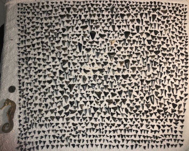 Seorang nenek mewariskan koleksi ke cucunya, berupa kolase gigi ikan hiu yang dia kumpulkan saat masih muda. Foto: Dok. Reddit