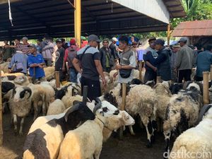 Bahagianya Peternak Cianjur dan Majalengka
