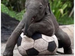 Meme Sepakbola Gajah Sindir Thailand-Vietnam