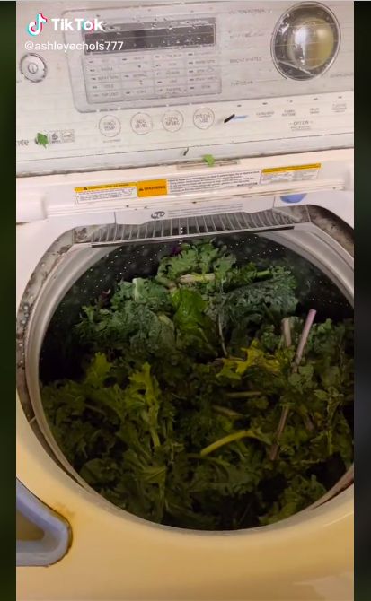 Mencuci sayuran pakai mesin cuci