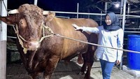 Istri Putra Siregar ini terlihat senyum bahagia memegang sapi. Tampaknya sapi besar dan montok ini juga milik keluarga Putra Siregar. Foto: Instagram @septiasiregar17