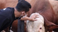 Inilah potret Putra Siregar saat sedang bertemu sapi kurbannya tahun lalu. Foto: Instagram @septiasiregar17