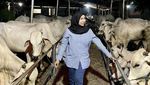 Momen Keluarga Putra Siregar Kurban 2.008 Ekor Hewan Saat Idul Adha