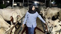 Sebelum disembelih, Septia Siregar, isti dari Putra Siregar terlihat sedang menjenguk sapi-sapi kurban miliknya. Foto: Instagram @septiasiregar17