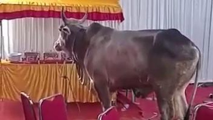 Seekor sapi yang hendak dikurbankan dalam momen Idul Adha 1443 H lepas dan mengamuk di Kalideres, Jakarta Barat (Jakbar). Amukan sapi itu sampai merusak hajatan pernikahan warga sekitar.

Dalam video yang diterima detikcom, Minggu (10/7/2022), tampak sapi kurban berwarna perpaduan coklat dan abu-abu berada di tengah-tengah lokasi hajatan. Sapi itu terlihat sudah merusak sejumlah kursi di dalam tenda hajatan.