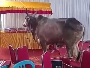 Pemerintah Palembang Anjurkan Warga Beli Hewan Kurban Bersertifikat