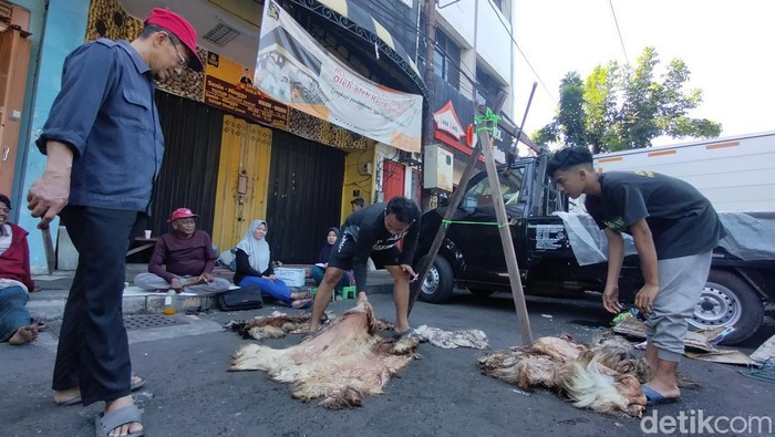 pengepul kulit hewan kurban