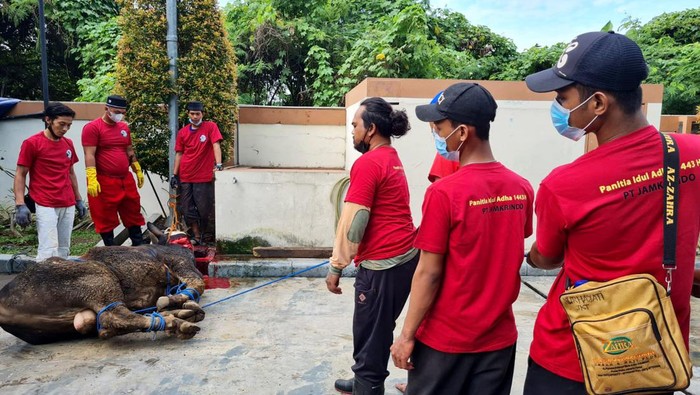 Penyembelihan dan Pembagian Hewan Kurban Ketua Panita Qurban PT Jamkrindo Wahyu Nando Wijaya bersama Dirut PT Jamkrindo Putrama Wahyu Setyawan dengan didampingi jajaran direksi Jamkrindo secara simbolis menyerahkan dan menyaksikan pemotongan hewan Qurban di Kantor Pusat PT Jamkrindo, Senin (11/7/2022).