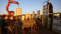 Kelompok konservasi Yayasan Taman Nasional Perdamaian berencana merelokasi lebih dari 40 ekor badak dalam dua tahun ke depan di Mozambik.