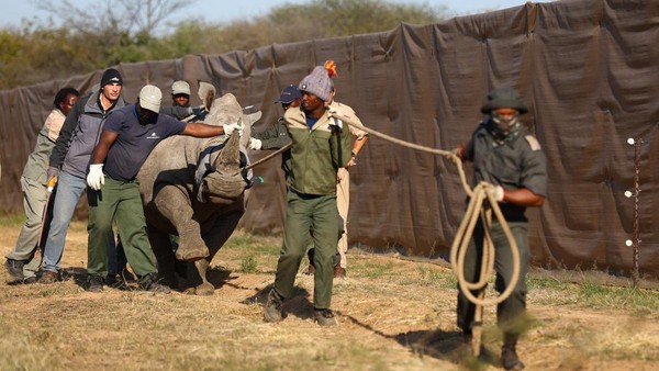 Pemerintah Mozambik mengungkapkan pihaknya membawa sejumlah badak dari Afrika Selatan untuk ditempatkan di taman nasional. Ini dilakukan guna mendorong pariwisata lokal agar kembali bergeliat.