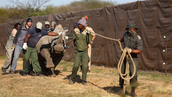 Pemerintah Mozambik mengungkapkan pihaknya membawa sejumlah badak dari Afrika Selatan untuk ditempatkan di taman nasional. Ini dilakukan guna mendorong pariwisata lokal agar kembali bergeliat. Pemerintah Mozambik mengungkapkan pihaknya membawa sejumlah badak dari Afrika Selatan untuk ditempatkan di taman nasional. Ini dilakukan guna mendorong pariwisata lokal agar kembali bergeliat.
