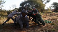 Kester Vickery, salah satu pendiri Conservation Solutions, merawat badak yang dibius selama relokasi 19 badak putih pertama dari Afrika Selatan ke Taman Nasional Zinave di Mozambik, di Lephalale di Limpopo, Afrika Selatan, Senin, (30/5/2022).