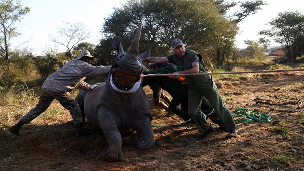 Kester Vickery, salah satu pendiri Conservation Solutions, merawat badak yang dibius selama relokasi 19 badak putih pertama dari Afrika Selatan ke Taman Nasional Zinave di Mozambik, di Lephalale di Limpopo, Afrika Selatan, Senin, (30/5/2022). Kester Vickery, salah satu pendiri Conservation Solutions, merawat badak yang dibius selama relokasi 19 badak putih pertama dari Afrika Selatan ke Taman Nasional Zinave di Mozambik, di Lephalale di Limpopo, Afrika Selatan, Senin, (30/5/2022).