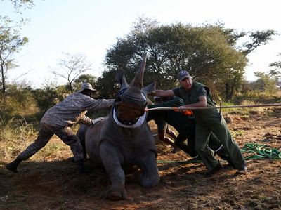 Badak Putih Lahir Kembali di Mozambik Setelah 40 Tahun Punah