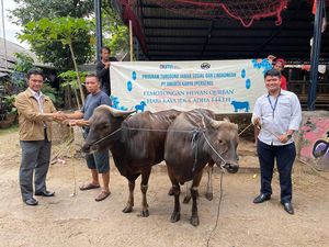 BUMN Ikut Salurkan Hewan Qurban, Ini Salah Satunya