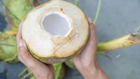 7 Manfaat Air Kelapa Muda, Cocok Diminum Setiap Hari