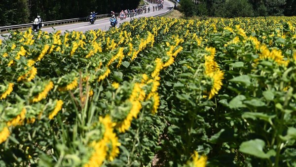 Deretan bunga matahari siap panen di pedesaan Prancis. Balapan ini digelar dengan melewati Denmark, Swiss, Belgia, dan berakhir di Paris, Prancis. (Jasper Jacobs/Belga Mag/AFP/Getty Images)  