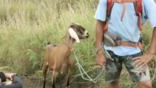 Seorang guide bernama Lalu Umar, membawa kambing ketika mengantar tamu saat mendaki Gunung Rinjani. Kambing tersebut kemudian disembelih dan diguling untuk dijadikan santapan.