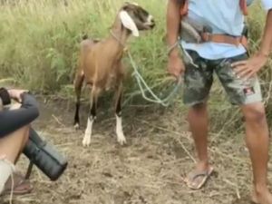 Kisah Umar, Bawa Kambing untuk Diguling Saat Mendaki Gunung Rinjani