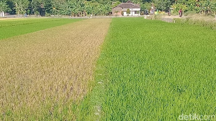 Tanaman padi yang diserang wereng dan ingser di Kecamatan Juwiring, Klaten, Senin (11/7/2022).