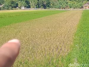 Hama Bikin Tanaman Padi Belang di Klaten, Sawah Jadi Mirip Lapangan Bola