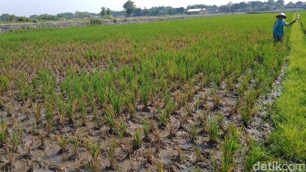 Tanaman padi yang diserang wereng dan ingser di Kecamatan Juwiring, Klaten, Senin (11/7/2022).
