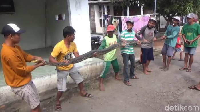Ular sanca 5 meter ditangkap warga di Jombang