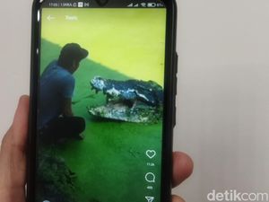 Sosok Pria yang Akrab dengan Buaya di Subang