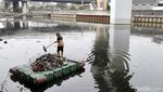 Petugas Bersihkan Kali Ancol dari Sampah Plastik
