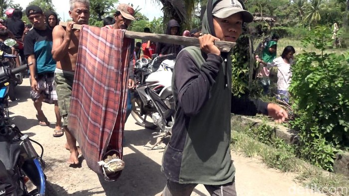 Buaya tangkapan warga di Polman dilepaskan lagi (detikcom/Abdy Febriady).
