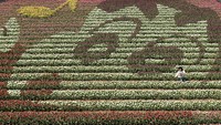 Jepretan drone miliki keunikan tersendir idari segi perspektif tanpa batas. Berikut deretan foto-foto drone dari sejumlah ladang bunga di dunia.