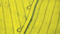 Jepretan drone miliki keunikan tersendir idari segi perspektif tanpa batas. Berikut deretan foto-foto drone dari sejumlah ladang bunga di dunia.