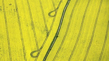 Berikutnya, ada bunga rapeseed yang bermekaran di sebuah ladang di Inggris. Warna kuning yang dihasilkan terlihat menenangkan hati. Matt Cardy/Getty Images.