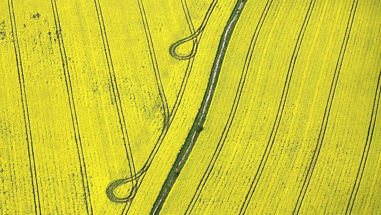 Jepretan drone miliki keunikan tersendir idari segi perspektif tanpa batas. Berikut deretan foto-foto drone dari sejumlah ladang bunga di dunia.