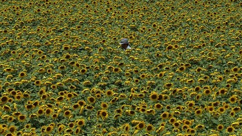 Seorang warga di Sayo, Jepang, berjalan menembus ladang bunga matahari. Sebanyak 1,2 juta bunga ditanam untuk menarik wisatawan di lahan seluas 24 hektare. Buddhika Weerasinghe/Getty Images