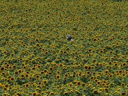 Deretan Foto Drone Bertema Ladang Bunga yang Bikin Melotot