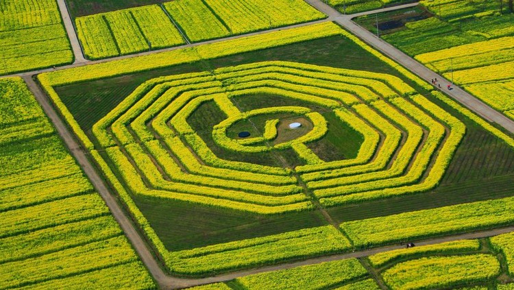 Deretan Foto Drone Bertema Ladang Bunga yang Bikin Melotot Jepretan drone miliki keunikan tersendir idari segi perspektif tanpa batas. Berikut deretan foto-foto drone dari sejumlah ladang bunga di dunia.